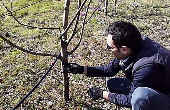 Piraziz elmasında üretimi artırma çalışmaları
