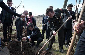 Şebinkarahisar'da karadut üretimi geliştiriliyor
