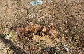 Tellere takılan gelincik vatandaşların yardımıyla kurtarıldı