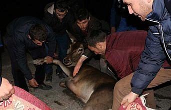 Yaralı geyik tedavi altına alındı