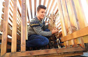 Yaralı yavru yaban keçisi tedavisinin ardından doğaya salındı