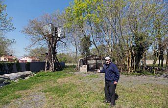 Ağaçların üzerinde 9 metre yükseklikte kulübe