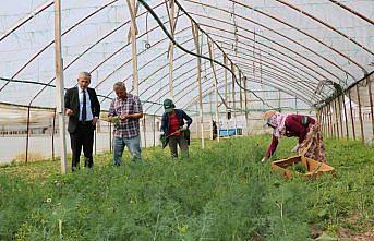 Çarşamba'da Tarım ve Orman Müdürü Akman'dan serada inceleme