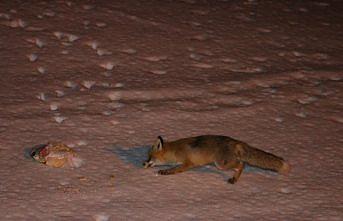 Dağ evine gelen tilkileri elleriyle besliyor