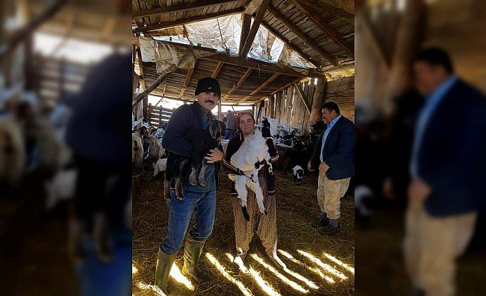 Hanönü'de hayvan sayıları belirlendi