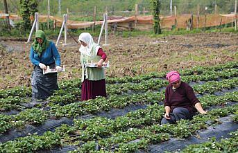 Karadeniz'de çilek hasadına başlandı