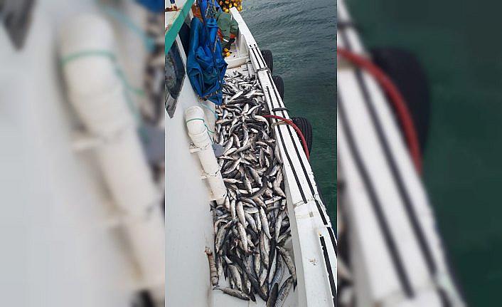 Karadeniz'de kefal bereketi