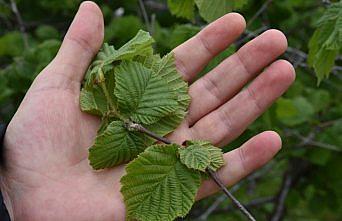 Karadenizli çiftçilere 