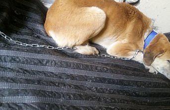 Karnında 3,5 kilo kist olan sokak köpeği sağlığına kavuştu