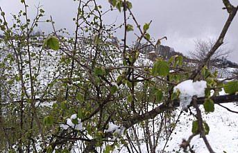 Nisan karı fındık ve kivi üreticilerini tedirgin etti