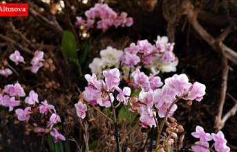 Tayvan orkideleri Burdur'da