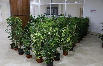 Tebrik çiçeklerinin geliri engelliler için kullanılacak