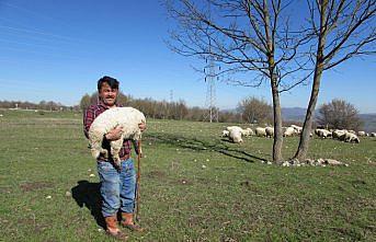 Yayla göçü öncesi sürü sahiplerine aşı uyarısı
