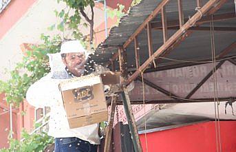 Arılar iş yerinin kepengine oğul attı