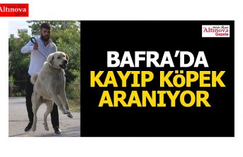 Bafra'da kayıp köpek aranıyor