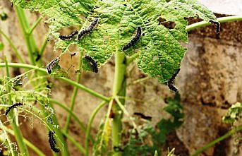 Binaların duvarında çok sayıda tırtıl görüldü