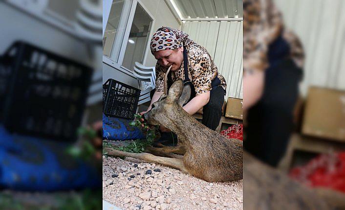 Dereye düşen yaralı karaca kurtarıldı