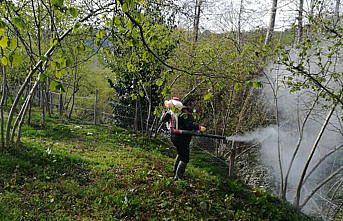 Fındıkta külleme hastalığıyla mücadele