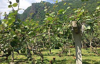 Fırtına kiviye zarar verdi