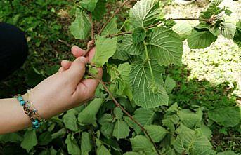 Fırtınanın fındık ürününde hasara yol açtığı iddiası