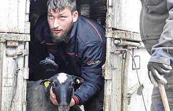 Giresun'da çiftçilere 500 koyun dağıtıldı