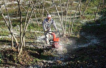 Giresun'da fındık verim miktarının artırılması