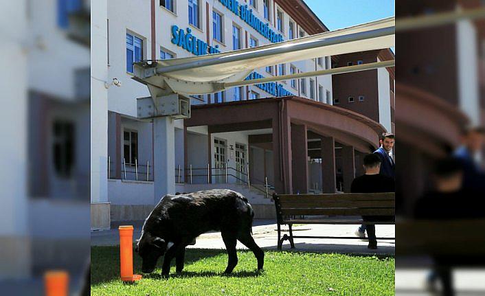 Hayvan Dostu Kampüs Projesi hayata geçirildi