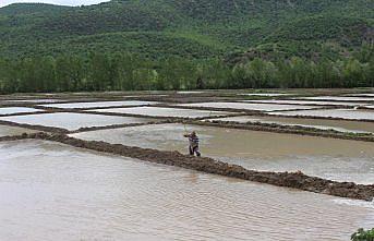 Kastamonu'da üreticilerin zorlu çeltik mesaisi başladı
