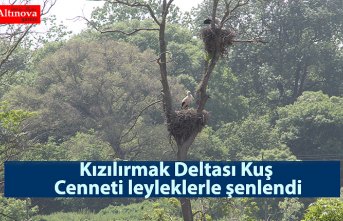 Kızılırmak Deltası Kuş Cenneti leyleklerle şenlendi
