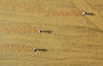 Konuralp pirincinde ekim zamanı