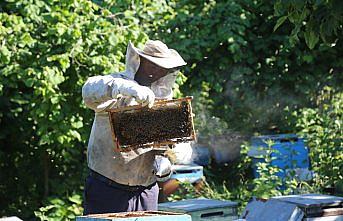 Ordu bal ihracatını artırmakta kararlı