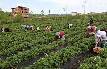 Ordulu çilek üreticileri talebe yetişemiyor