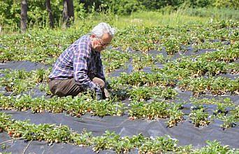 Osmanlı çileği üretimi ikiye katlanacak