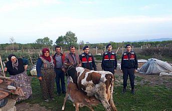 Samsun'da büyükbaş hayvan hırsızlığı iddiası