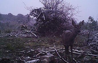 Sinop'ta yaban hayatı fotokapanla görüntülendi