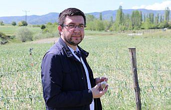 Taşköprü sarımsağında dolu zararı