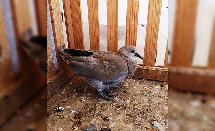 Yaralı kumru kuşu doğaya salındı