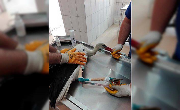 Yaralı leylek tedavi altına alındı