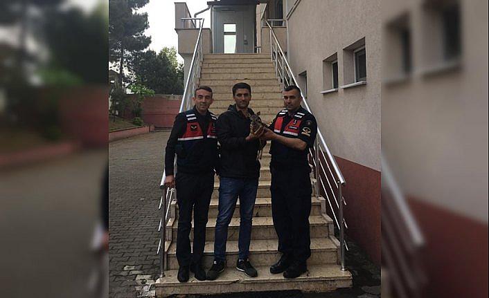 Yavru karaca koruma altına alındı