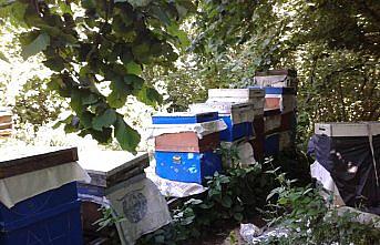 Aç kalan ayı arı kovanlarına zarar verdi