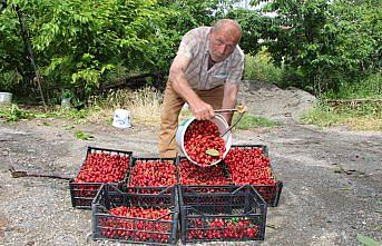 Amasya'da kiraz hasadı sürüyor