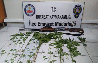 Boyabat'ta hint keneviri ele geçirildi