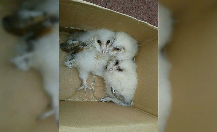 Çatıda mahsur kalan baykuş yavruları kurtarıldı