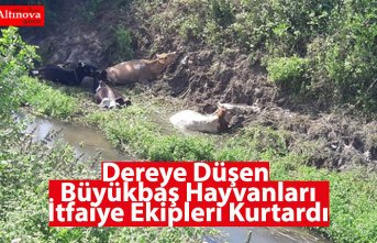 Dereye Düşen Büyükbaş Hayvanları İtfaiye Ekipleri Kurtardı