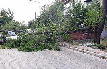 Devrilen ağacın dallarının çarptığı kişi hafif yaralandı