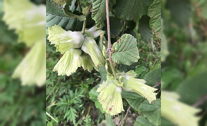 Fındık bahçelerinde külleme hastalığı ile mücadele