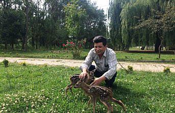 Fındık bahçesinde iki yavru karaca bulundu