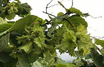 Fındık ihracatçılarından gelecek sezon rekor beklentisi