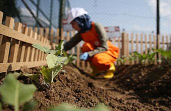 Gençler bir ekip bin biçiyor