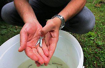 Giresun'da alabalık yavruları dereye salındı